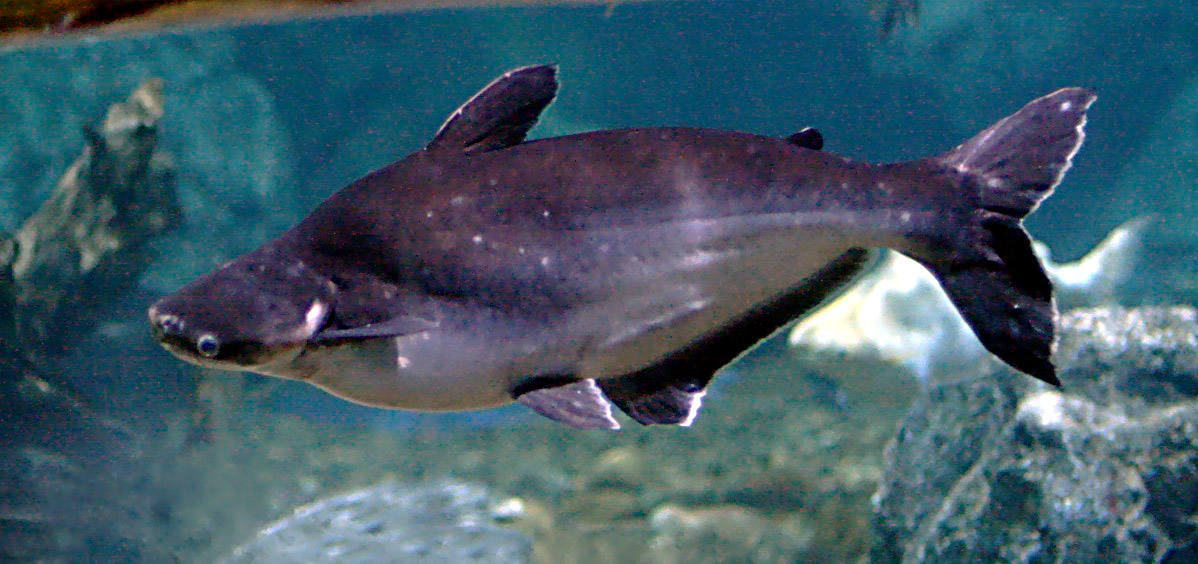 pangasius-wiki.jpg